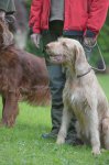 Hundepräsentation 2019